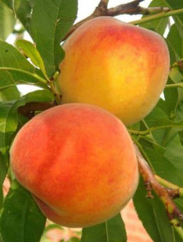 Virsikupuu Envoy – paljasjuursed istikud