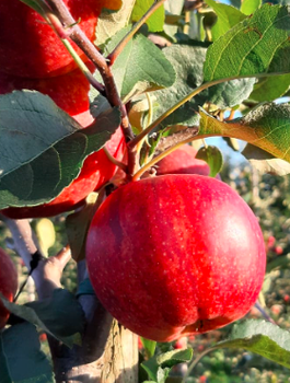 Õunapuu Dark Ligol – paljasjuursed istikud