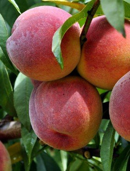 Virsikupuu Harbinger – paljasjuursed istikud