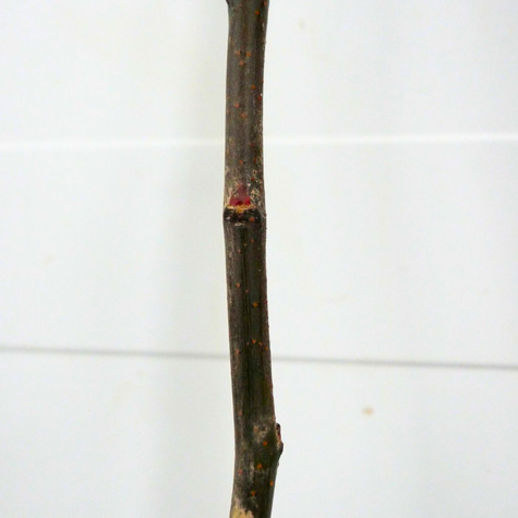 Pirni-küdoonia Bereczki – paljasjuursed istikud