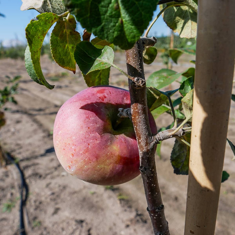 Õunapuu Lobo – paljasjuursed istikud