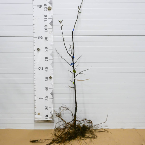 Pirni-küdoonia Wolgogradzka (pehmeviljaline) – paljasjuursed istikud