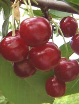 Hapukirsipuu Turgieniewska – paljasjuursed istikud