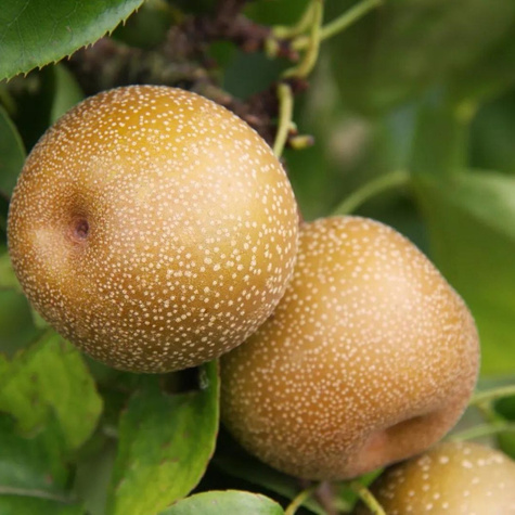 Pirnipuu Aasia Kumoi – paljasjuursed istikud