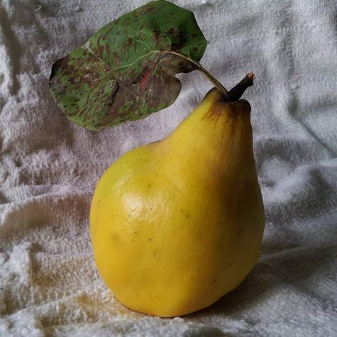 Pigwa gruszkowa Ursynowska wielkoowocowa START PACK ®