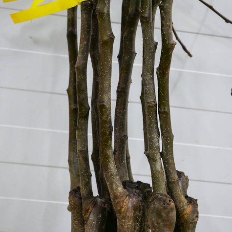 Õunapuu Ligol – paljasjuursed istikud