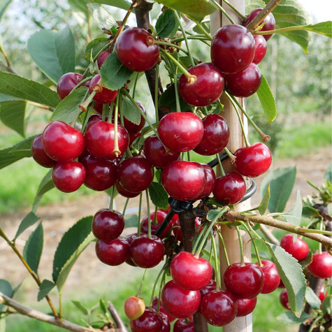 Hapukirsipuu Nana – paljasjuursed istikud