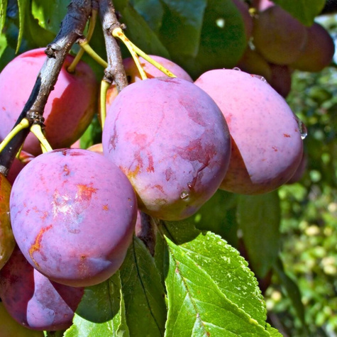 Ploomipuu Oneida – paljasjuursed istikud