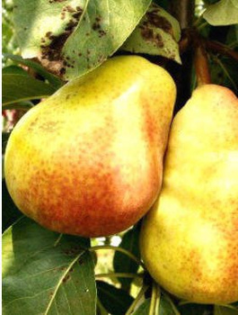 Pirnipuu Lipcowka – paljasjuursed istikud